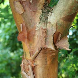 Bordo de paperbark